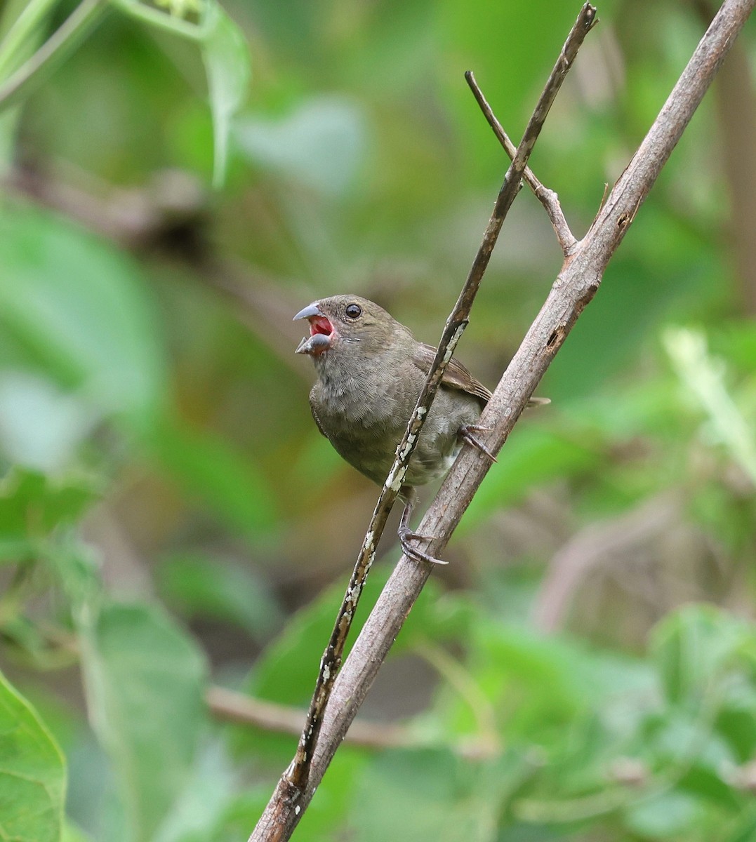 İs Rengi Tohumcul - ML650283739