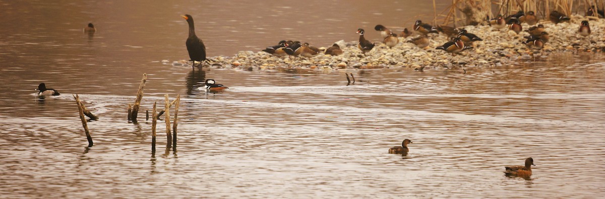 オビハシカイツブリ - ML650283775