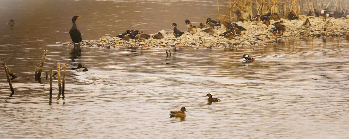 オウギアイサ - ML650283952