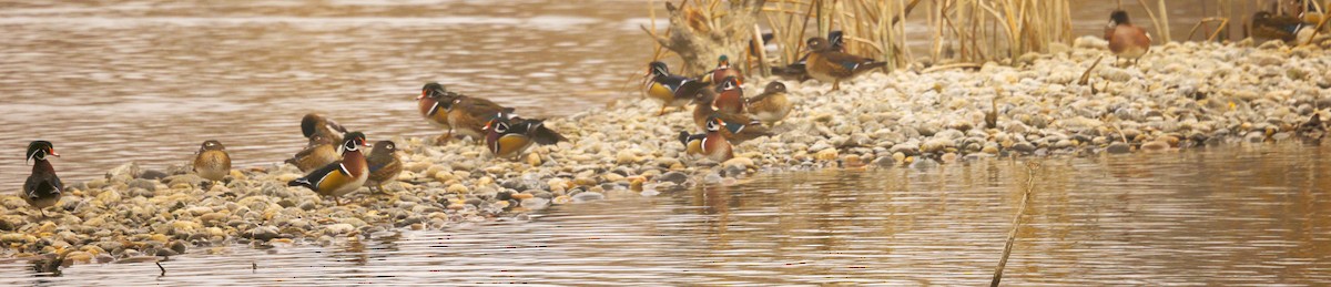 アメリカオシ - ML650283999