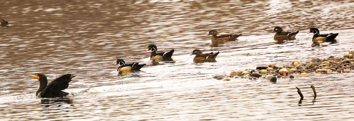 アメリカオシ - ML650284004