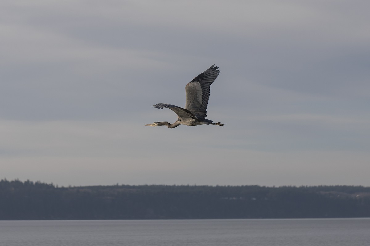 Чапля північна - ML650284066