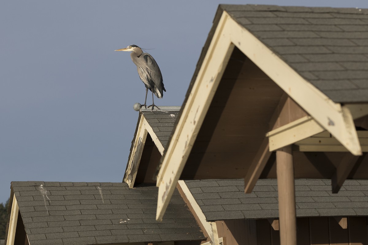 Чапля північна - ML650284067