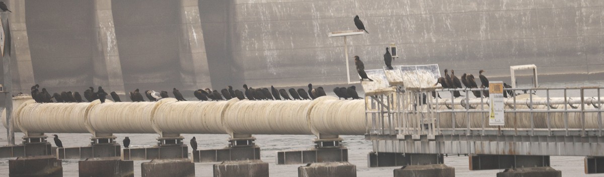 ミミヒメウ - ML650284075