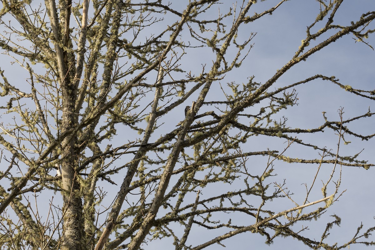 Дятел волохатий - ML650284079