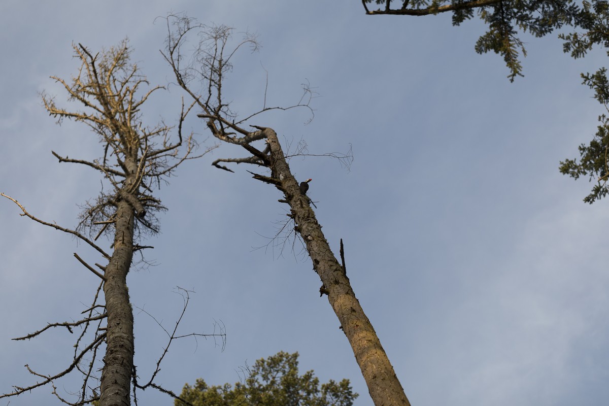 Жовна північна - ML650284086