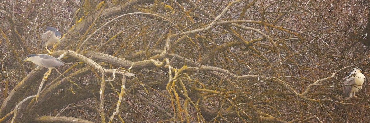 ゴイサギ - ML650284095