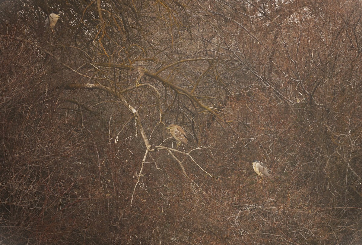 ゴイサギ - ML650284121