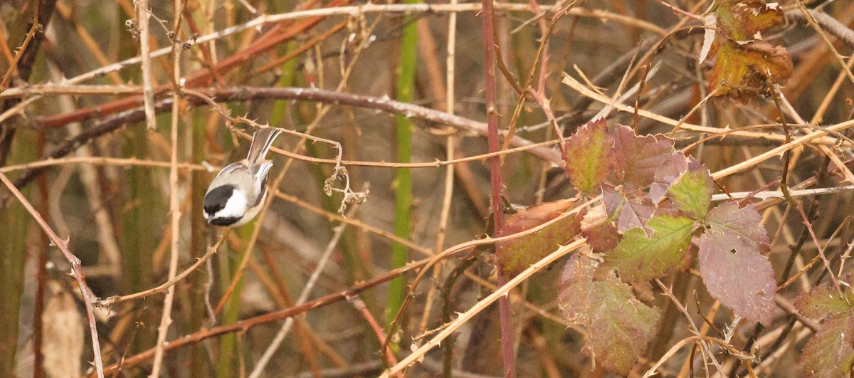 アメリカコガラ - ML650284179