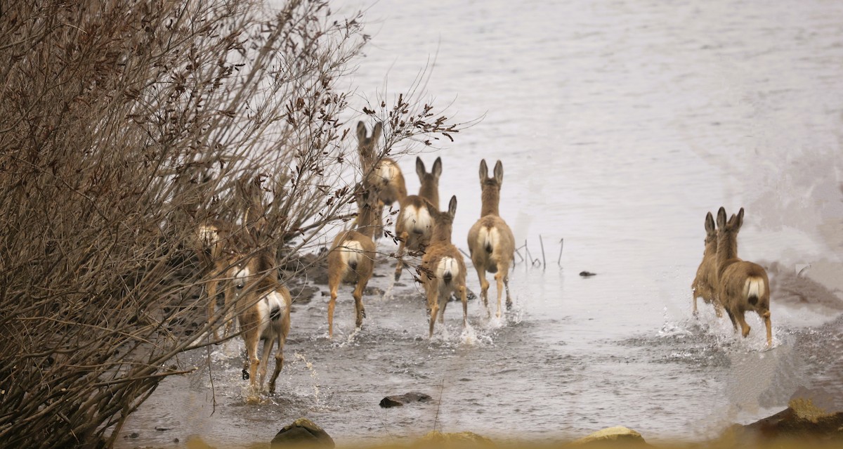 ミュールジカ - ML650284237