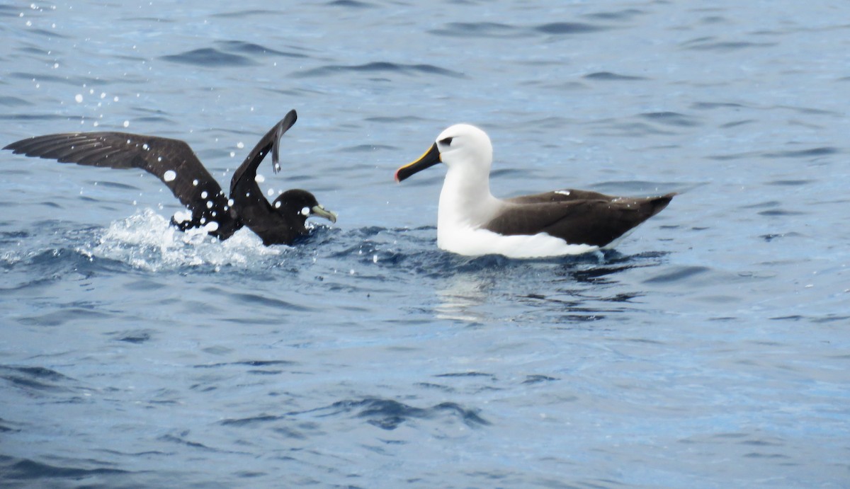Albatros Picofino Atlántico - ML650284267