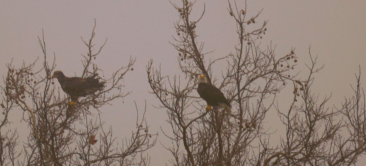 ハクトウワシ - ML650284307