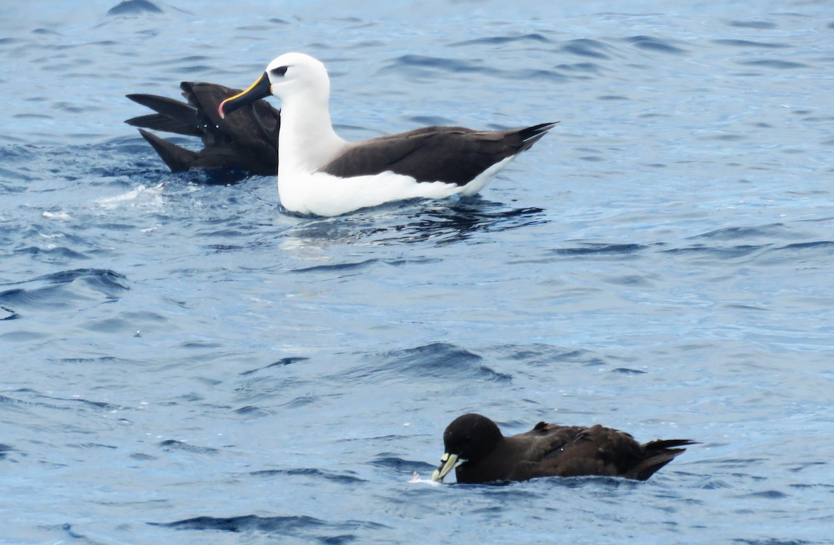 Albatros Picofino Atlántico - ML650284313