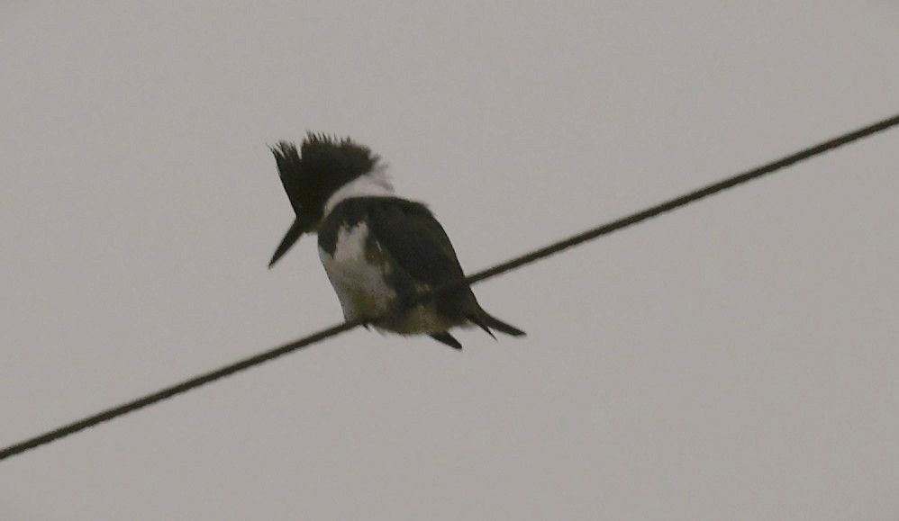 アメリカヤマセミ - ML650284345