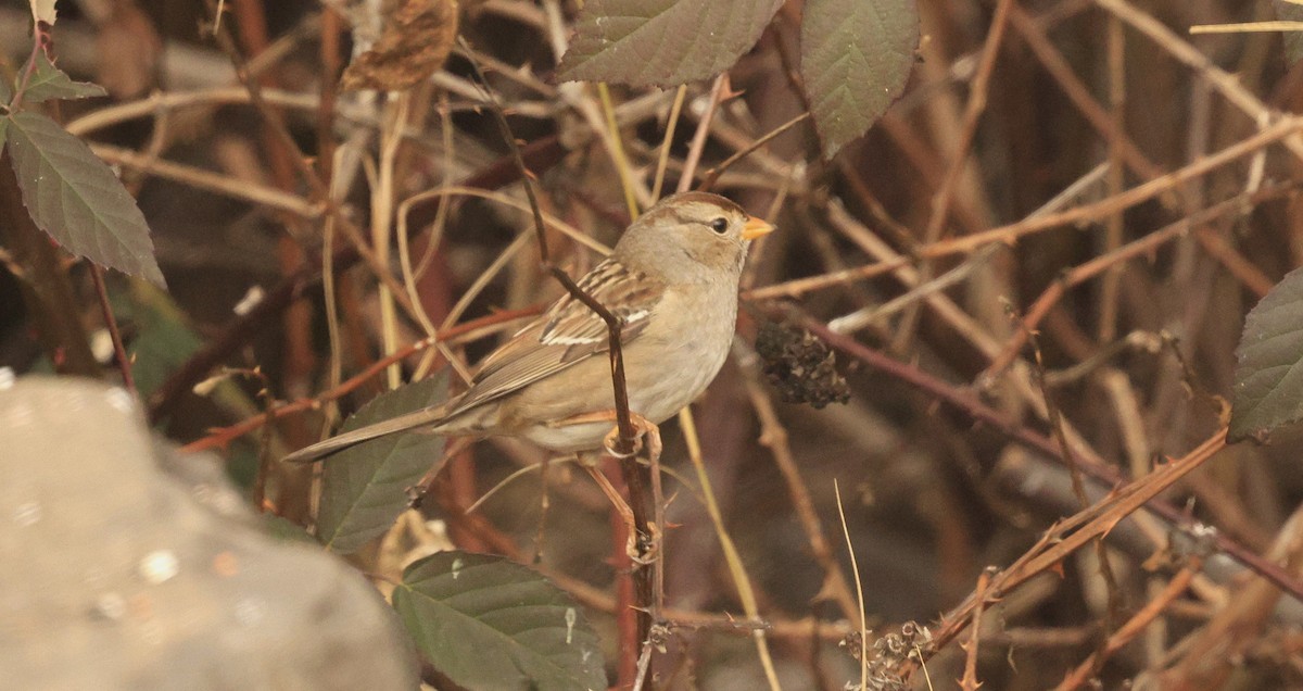 ミヤマシトド - ML650284378