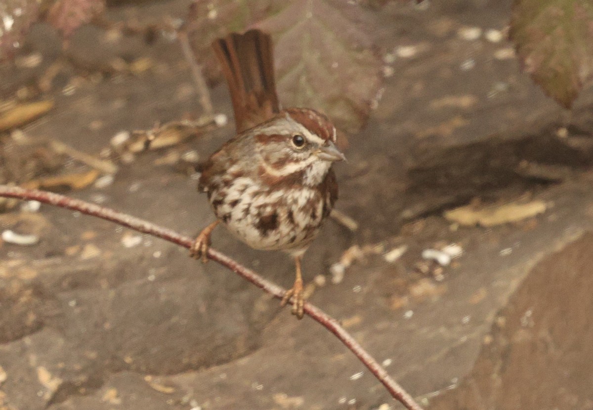 ウタスズメ - ML650284391