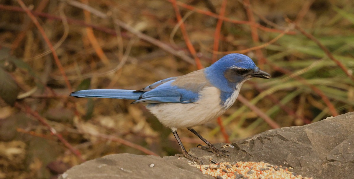 カリフォルニアカケス - ML650284463