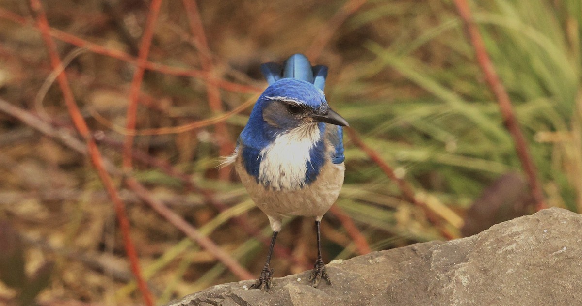 カリフォルニアカケス - ML650284492