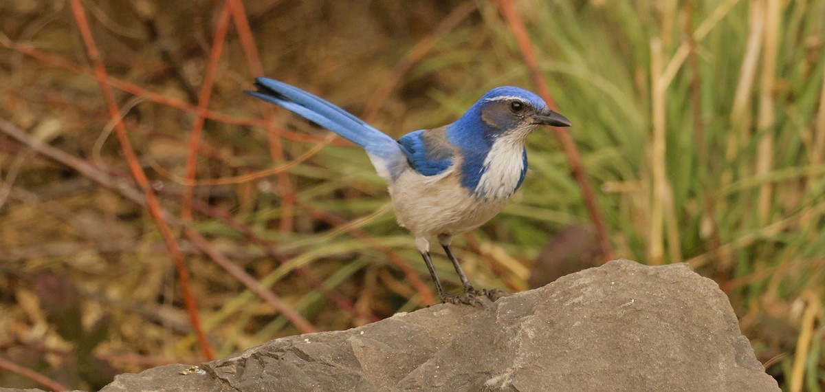 カリフォルニアカケス - ML650284493