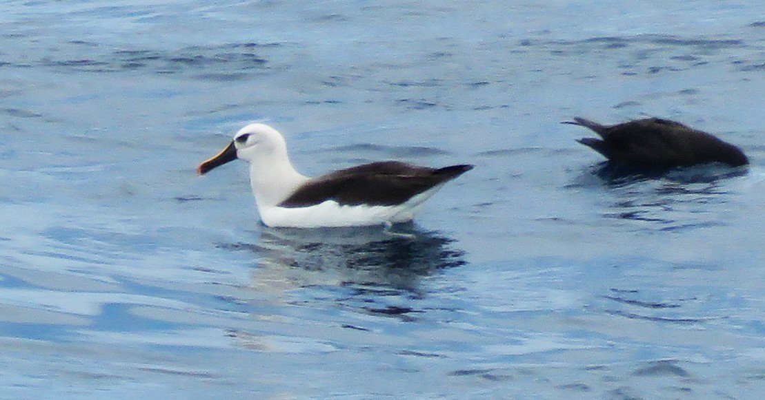 Albatros Picofino Atlántico - ML650284536