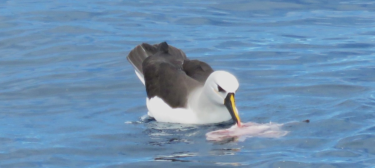 Albatros Picofino Atlántico - ML650284637