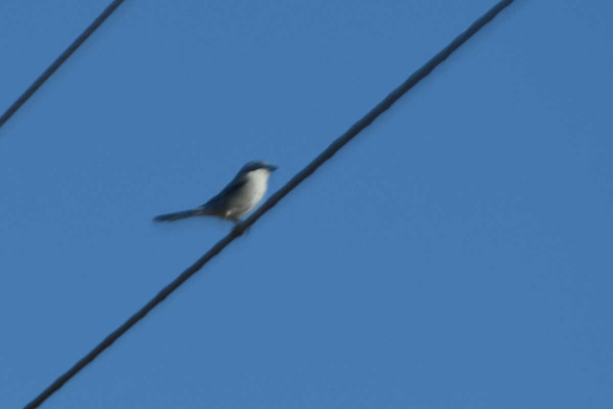 Loggerhead Shrike - ML650284986