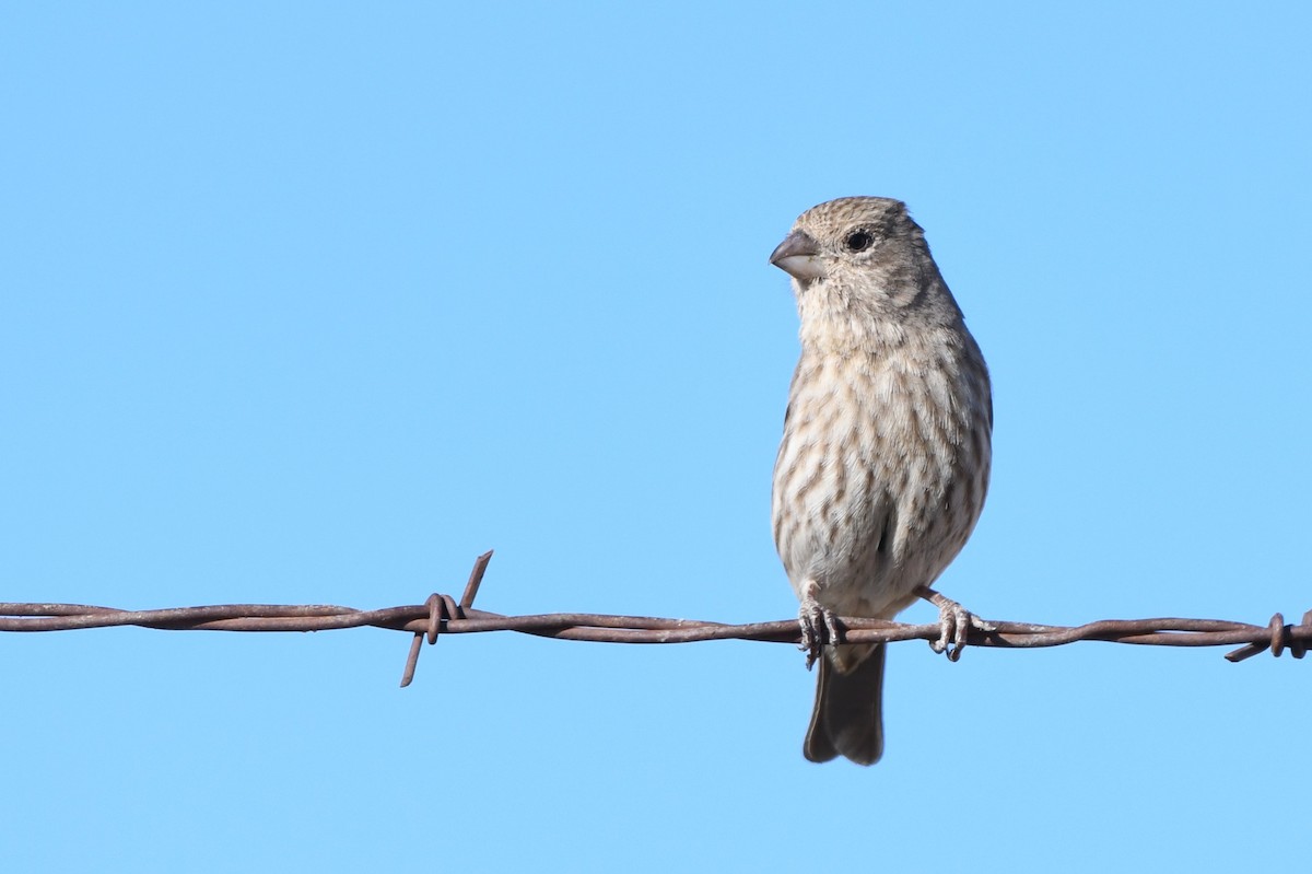 House Finch - ML650285038