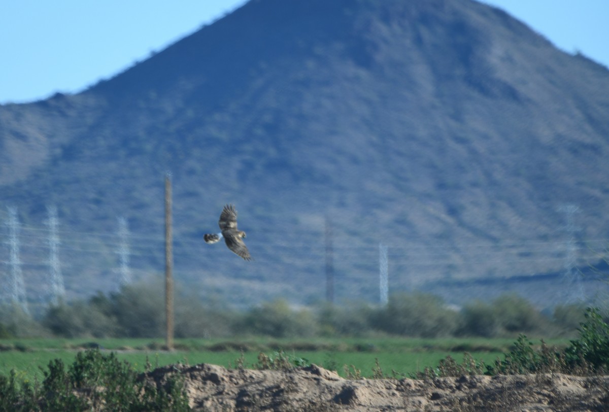 Northern Harrier - ML650285136
