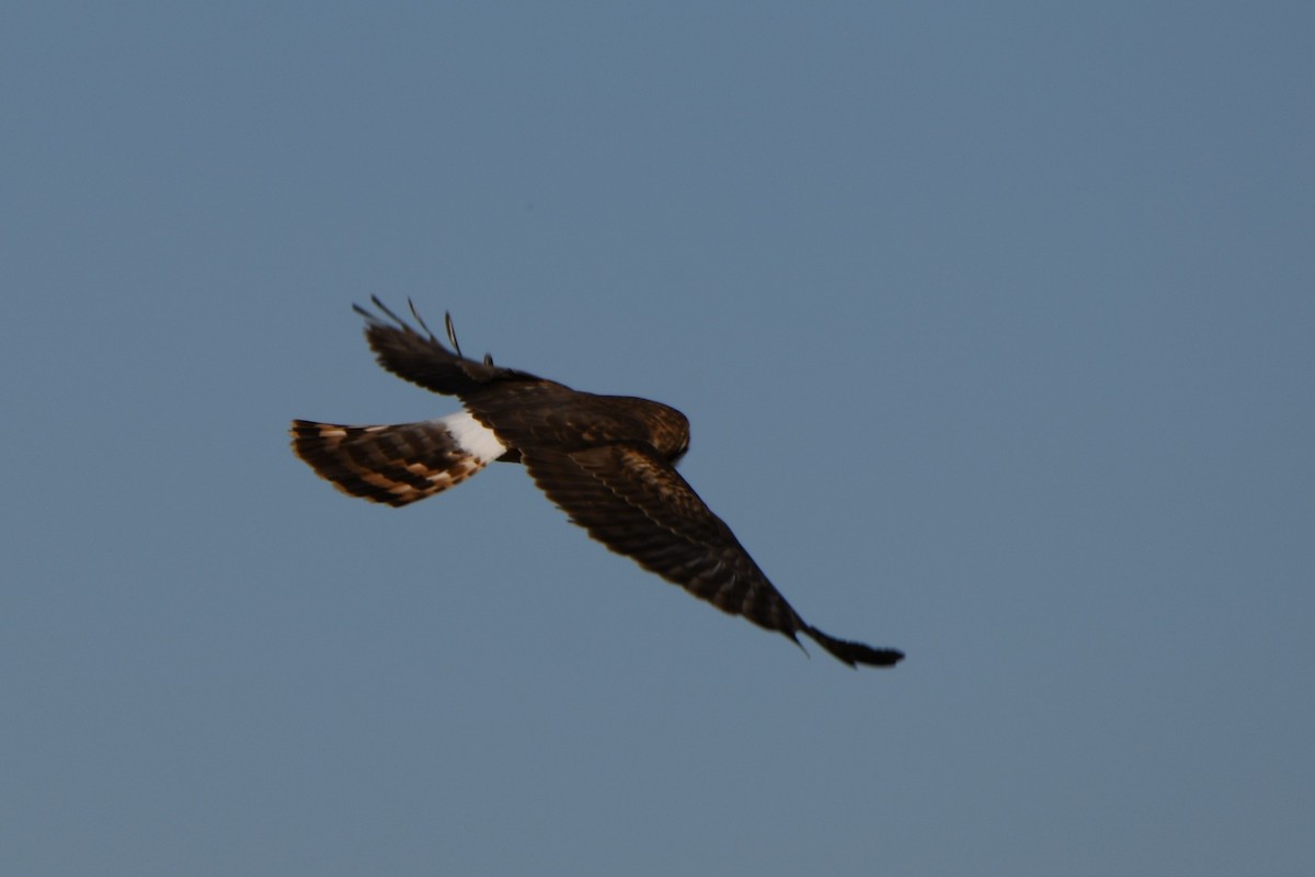 Northern Harrier - ML650285143