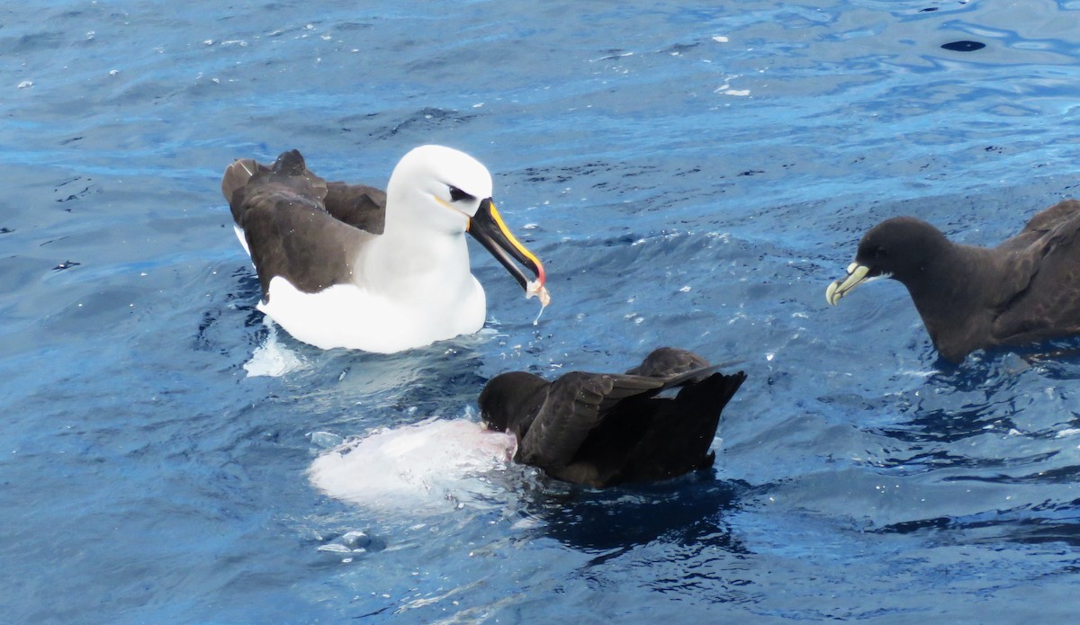 Albatros Picofino Atlántico - ML650285282