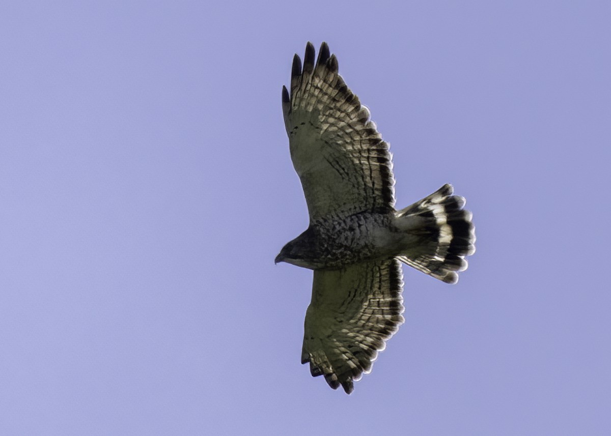 Busardo Aliancho - ML650285290