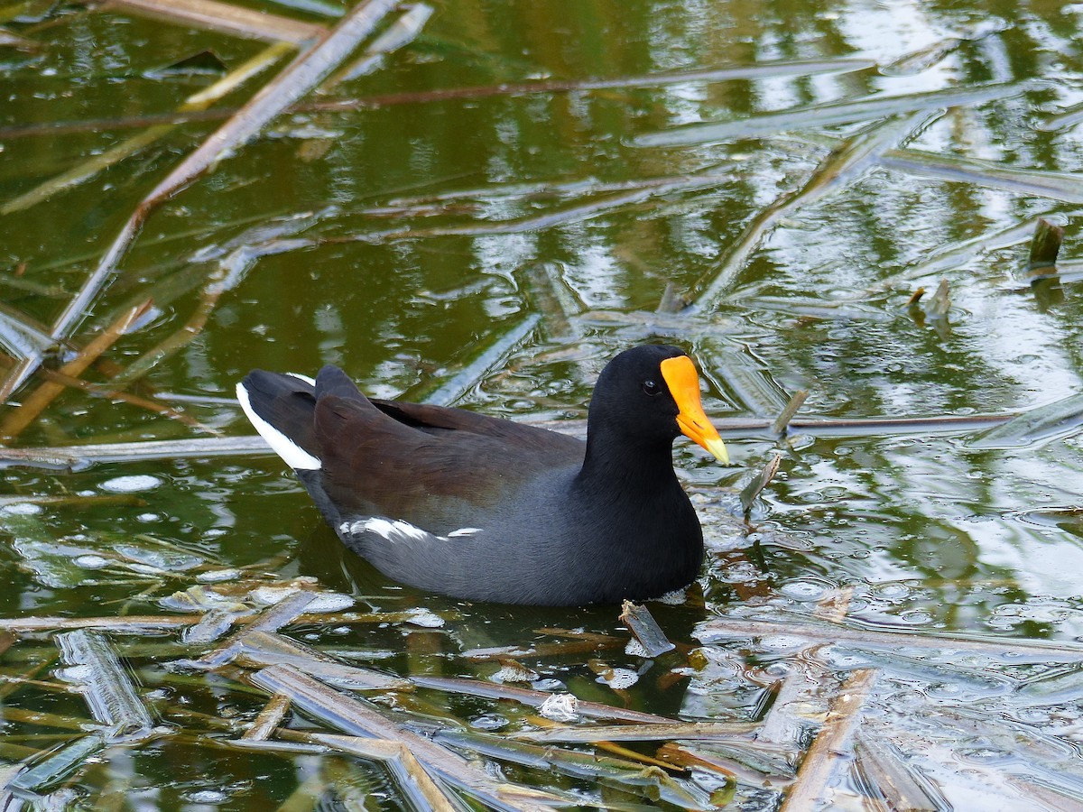 Gallinule d'Amérique - ML65028531