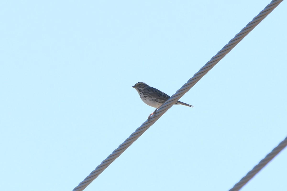 Savannah Sparrow (Savannah) - ML650285355