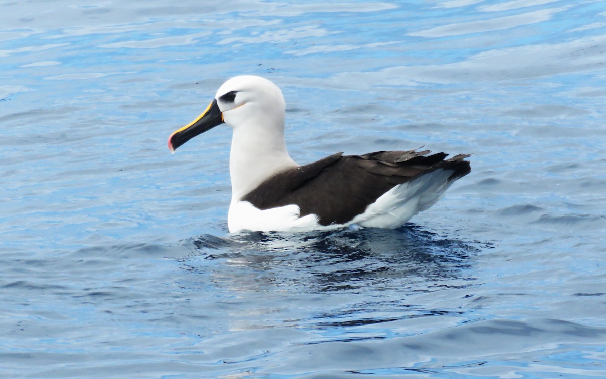 Albatros Picofino Atlántico - ML650285374