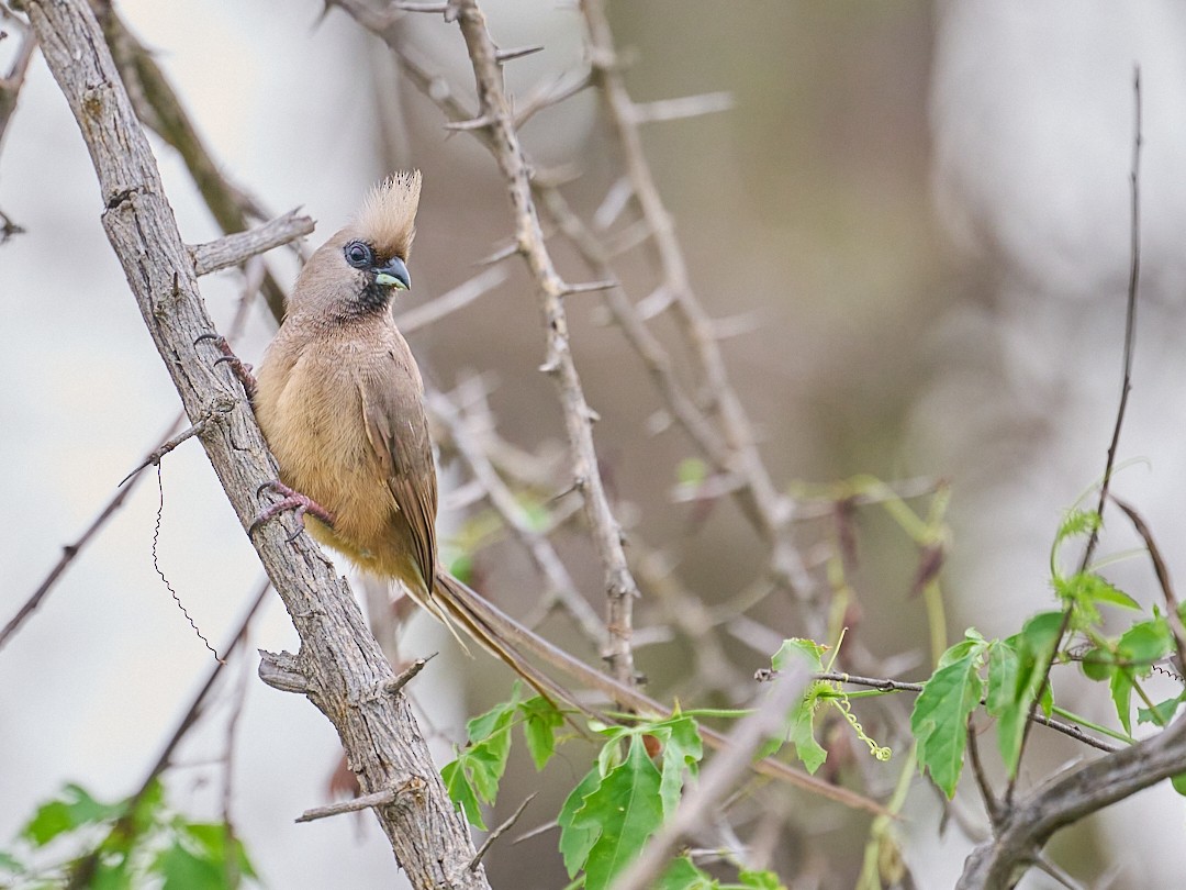 Coliou rayé - ML650285425