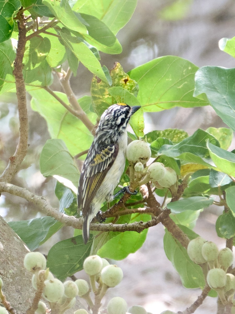 Yellow-fronted Tinkerbird - ML650285584