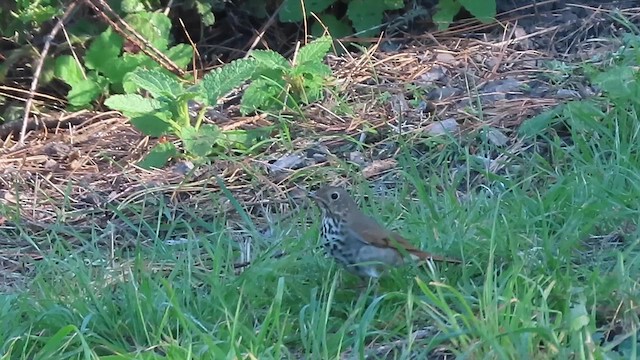 Дрозд-отшельник - ML650285802