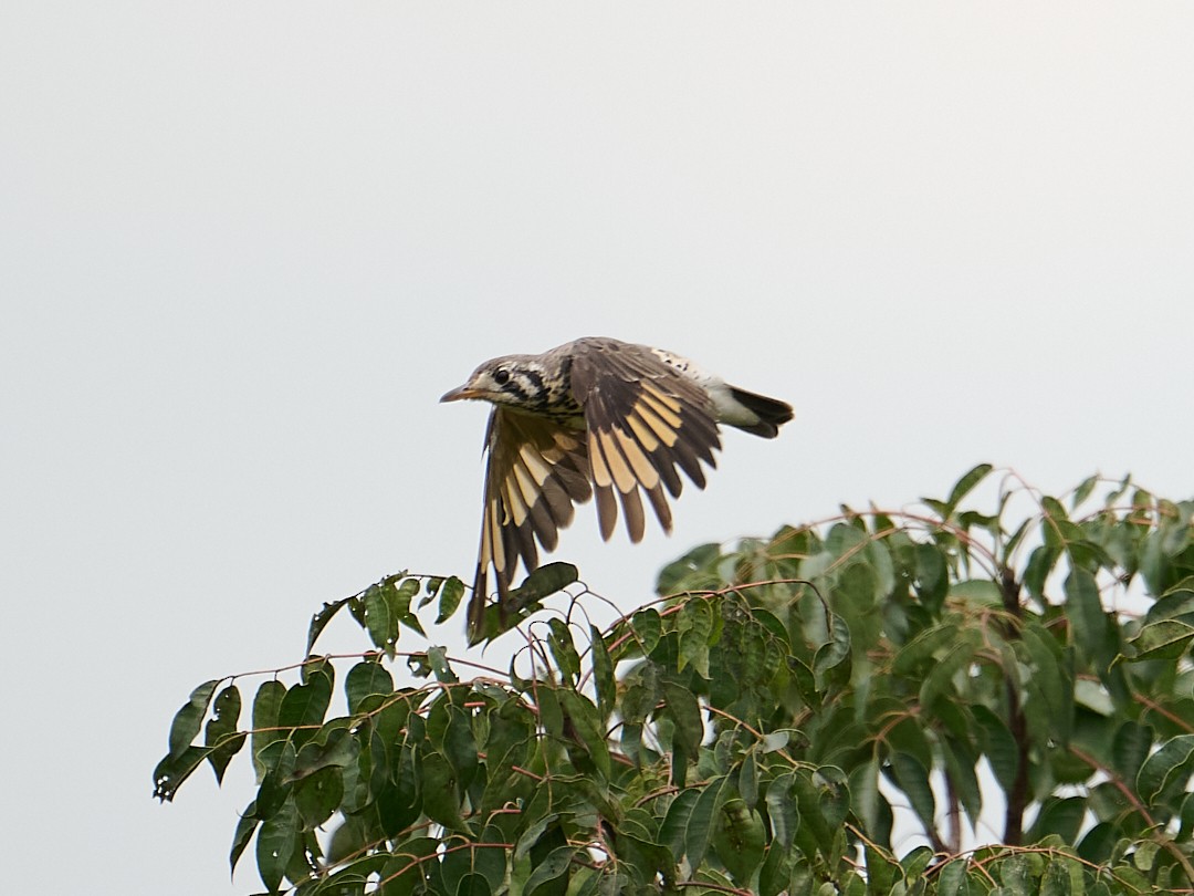 Groundscraper Thrush - ML650285946