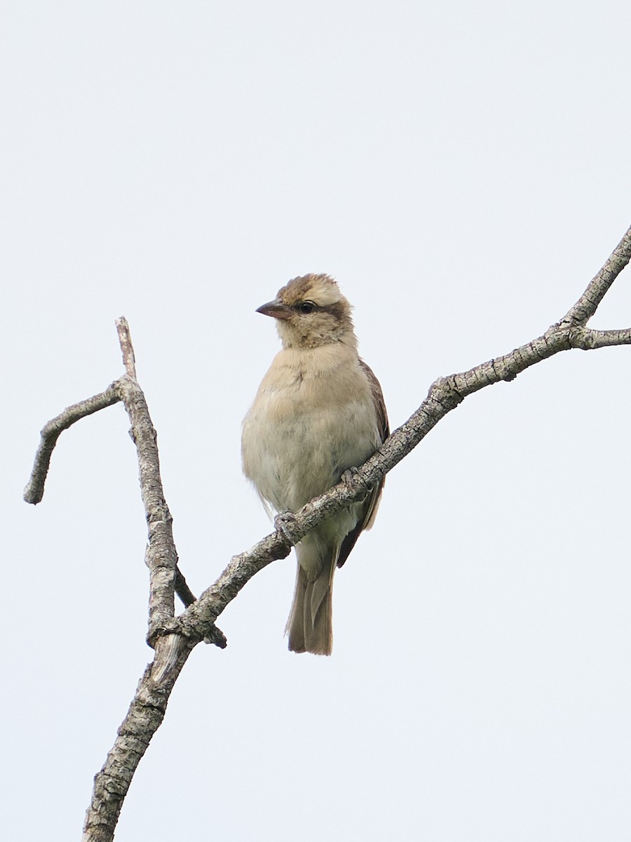 Moineau bridé - ML650286127