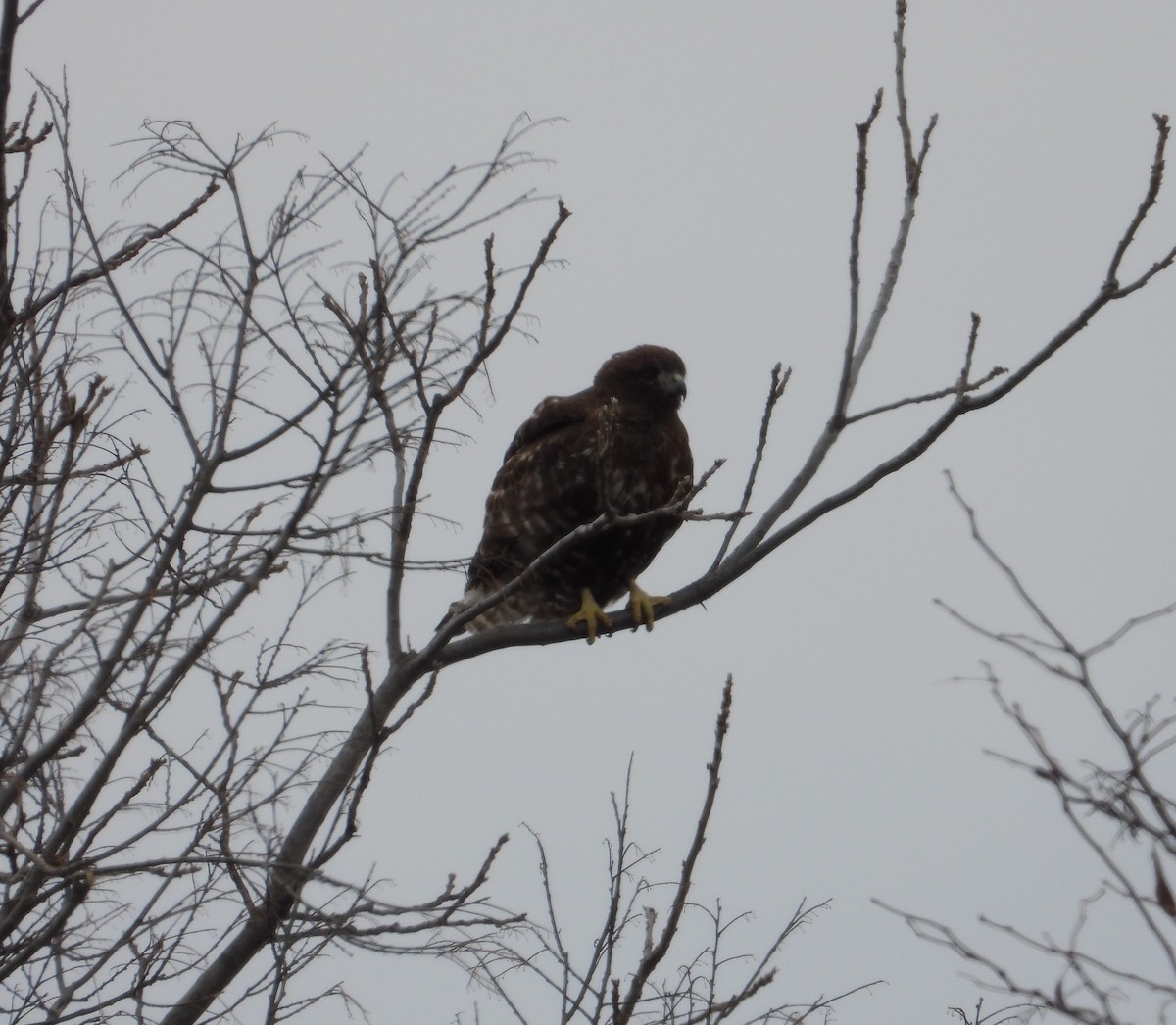 Buse à queue rousse (harlani) - ML650286224