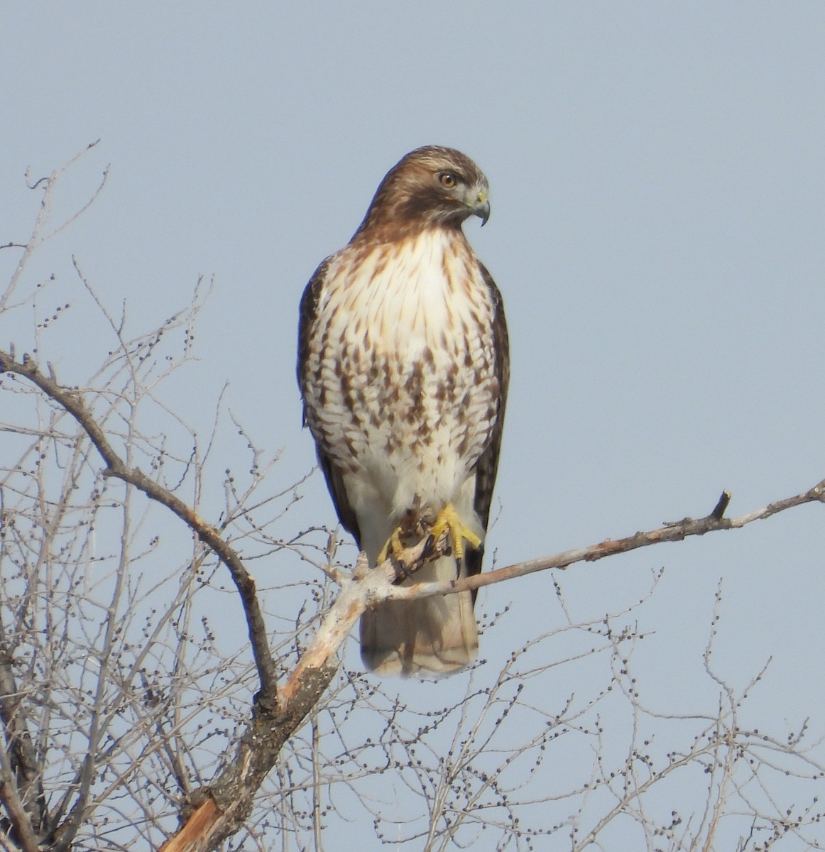Buse à queue rousse (borealis) - ML650286407