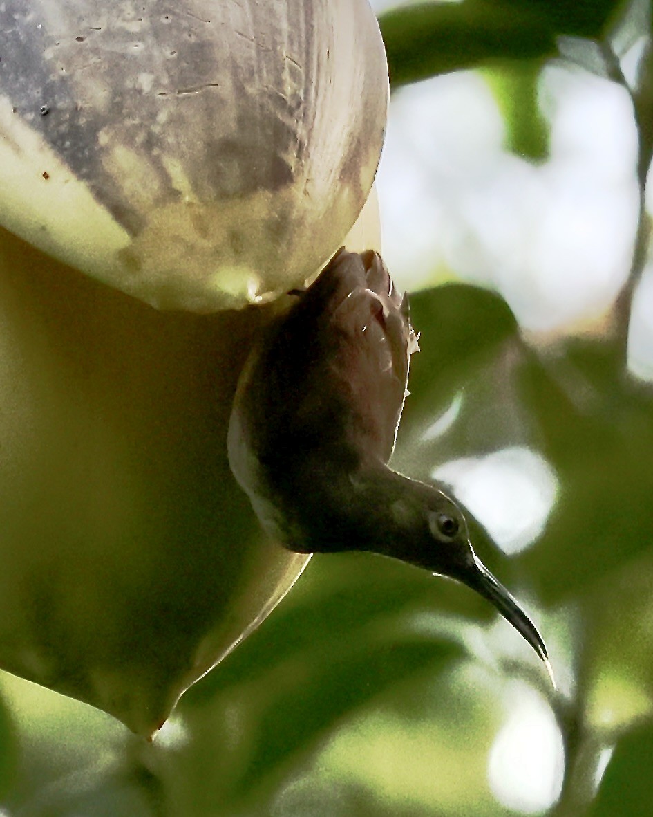 Long-billed Honeyeater - ML650287185