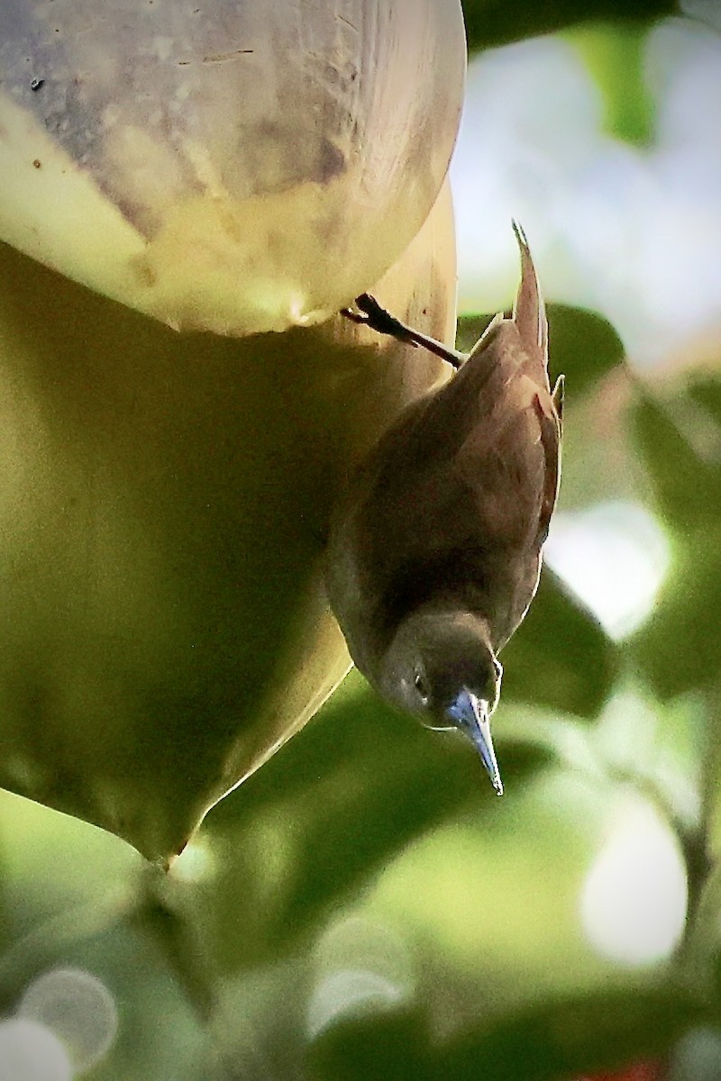 Long-billed Honeyeater - ML650287186