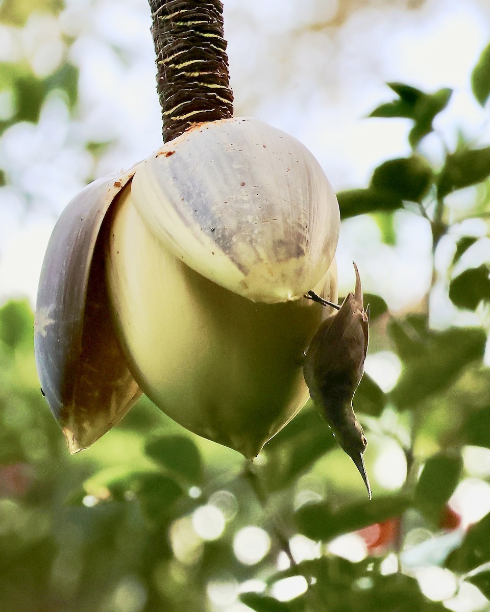 Long-billed Honeyeater - ML650287187