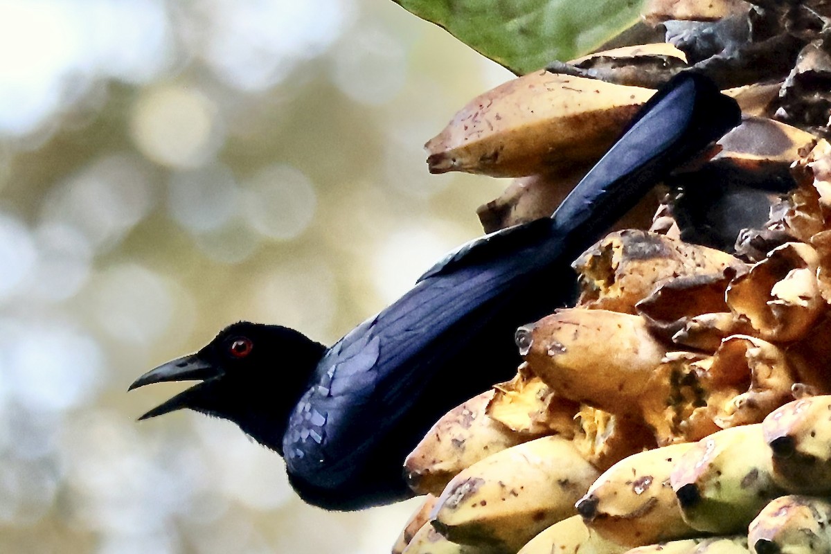 Crinkle-collared Manucode - ML650287225