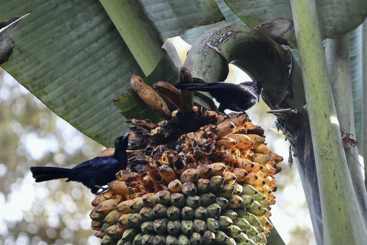 Crinkle-collared Manucode - ML650287226