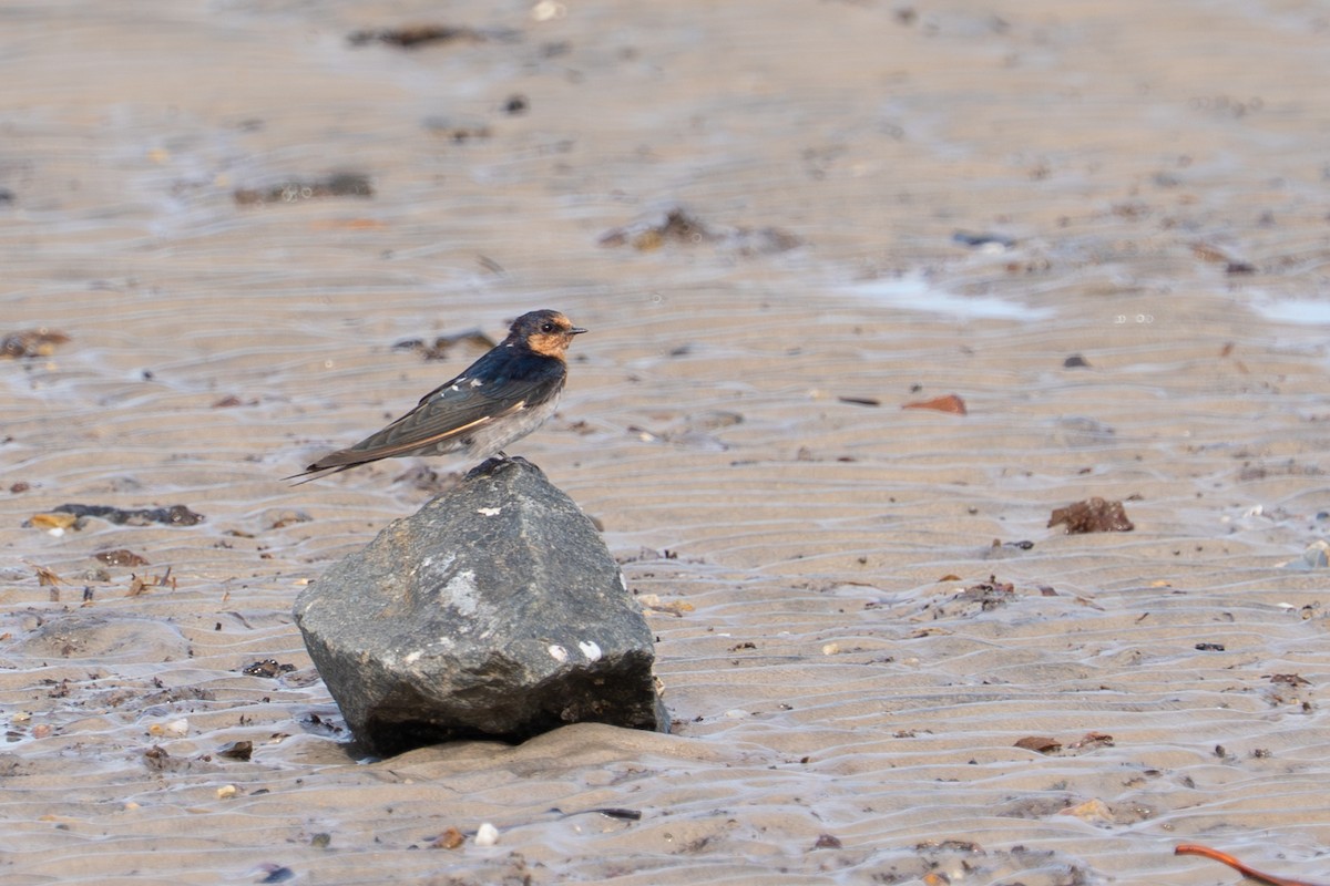 vlaštovka šedobřichá - ML650287347