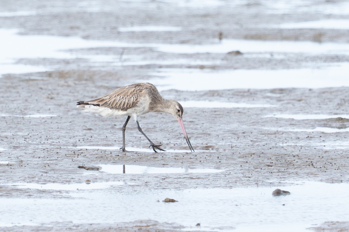 břehouš rudý - ML650287352