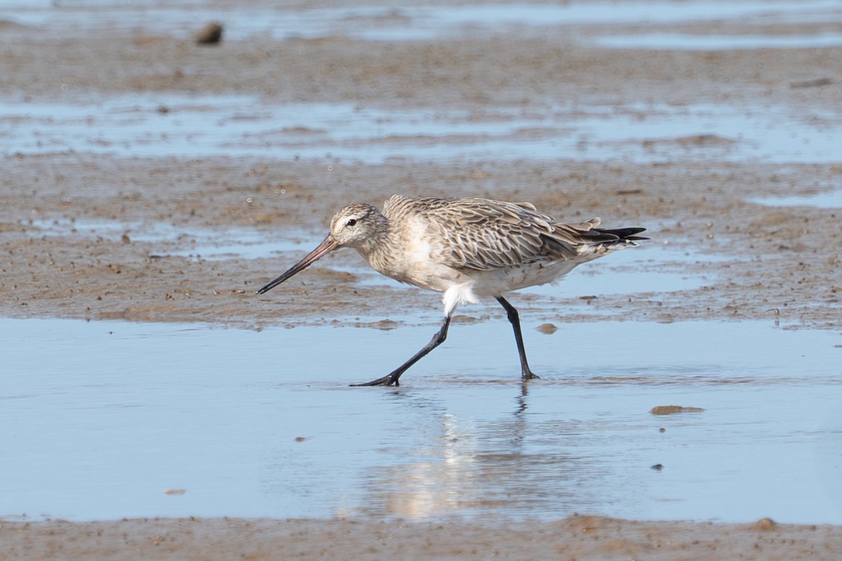 břehouš rudý - ML650287357