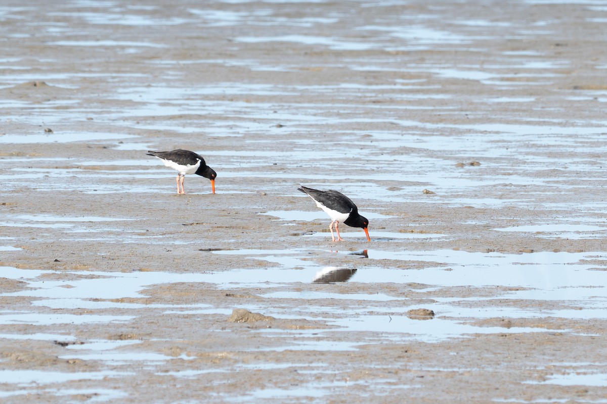 ústřičník dlouhozobý - ML650287367